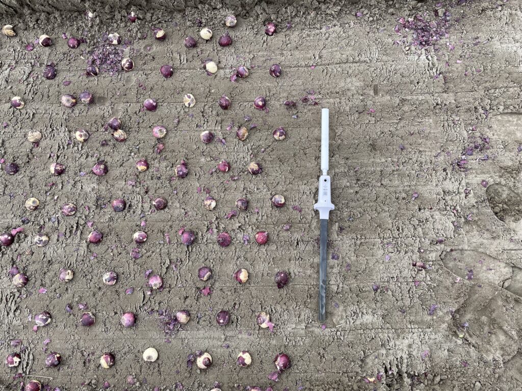 Fünf wichtige Vorteile der Präzisionslandwirtschaft für Zwiebelanbauer 2 Blumenzwiebelzüchter