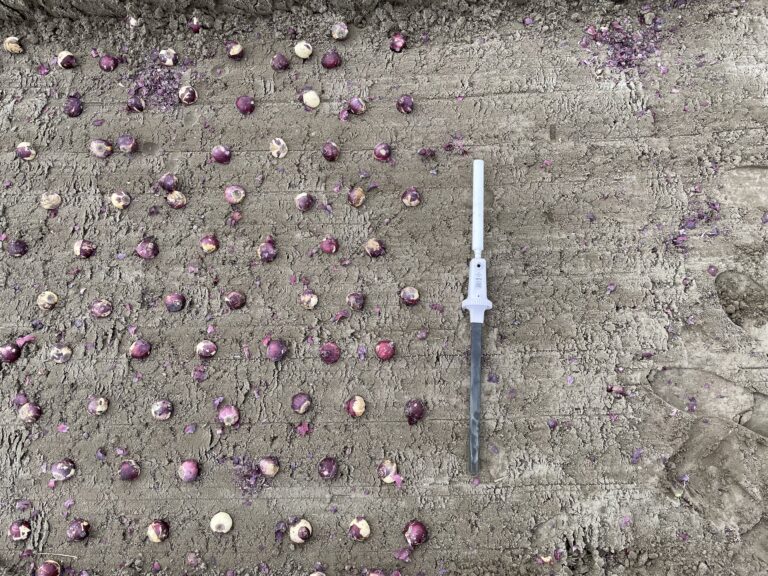 cultivadores de bolbos