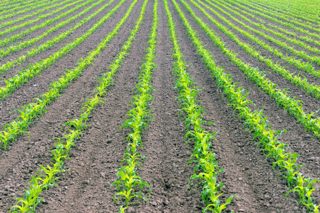 Fünf wichtige Vorteile der Präzisionslandwirtschaft für Zwiebelanbauer 1 farmer s field corn oregon agriculture food grower 2021 08 26 22 38 08 utc 1