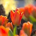 Home - Pinpoint Accurate Farming 26 tulips 2022 04 22 12 58 40 utc