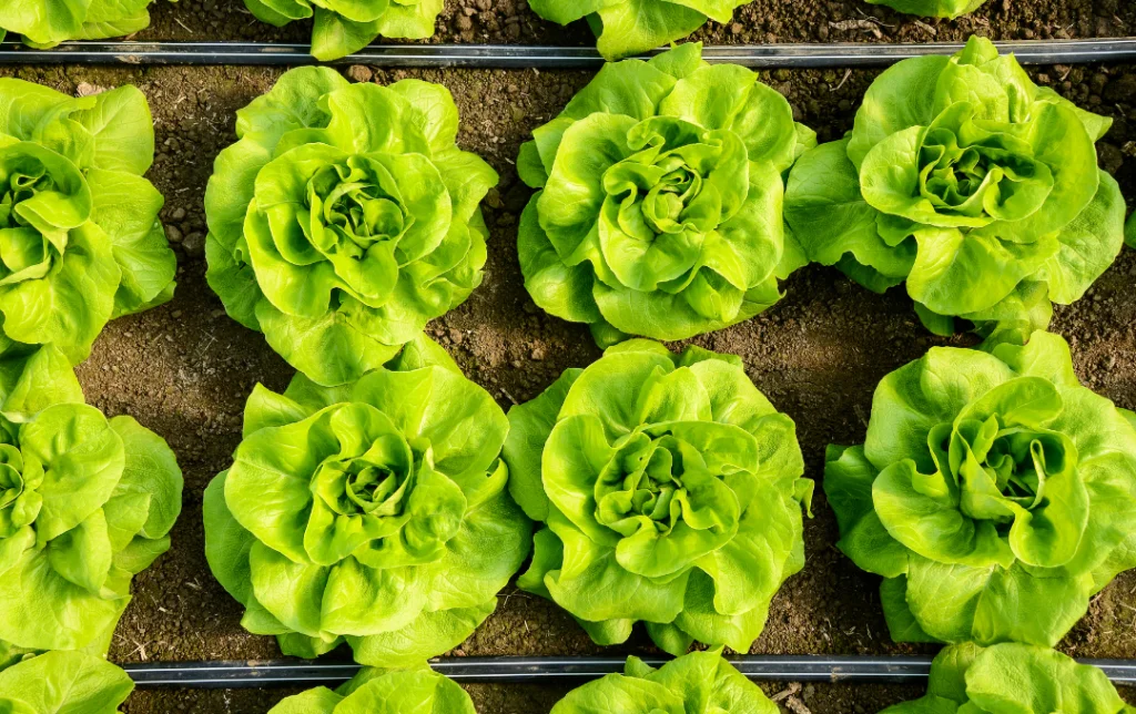Digital Agriculture Explained + 5 Insightful Tips For Choosing the Right Software 13 digital agriculture