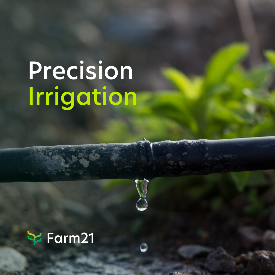Precision Irrigation Gives Growers 3 Massive Advantages
