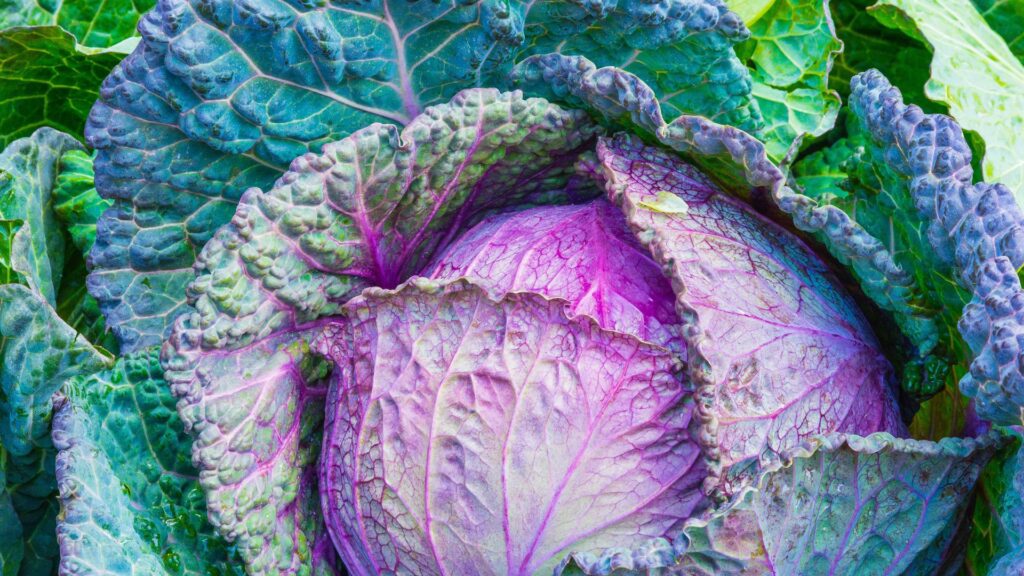 Unlocking the Potential of Biostimulants in Agriculture through Data-Driven Insights 2 Untitled design 14