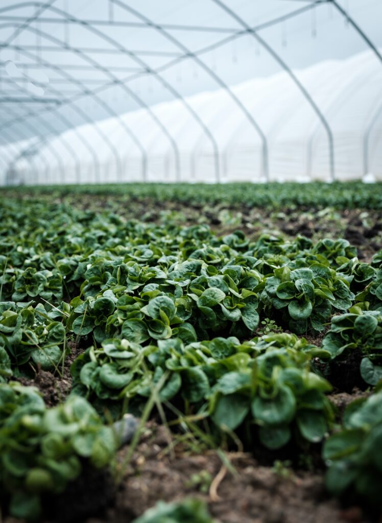 The True Value of Better Farming Insights: How to Set Yourself Up for Success 3 daniel fazio oK9EKfqv8HE unsplash