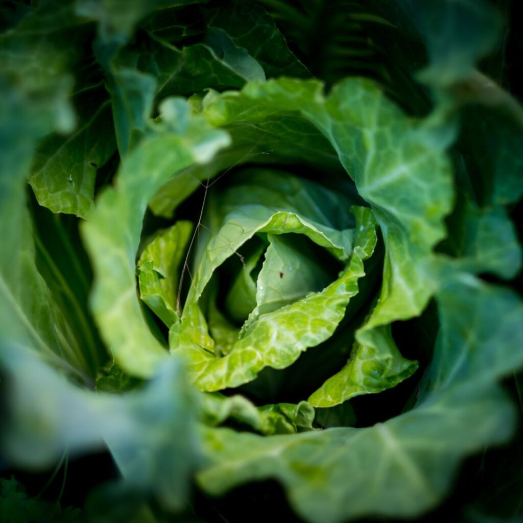 Unlocking the Potential of Biostimulants in Agriculture through Data-Driven Insights 7 Untitled design 17