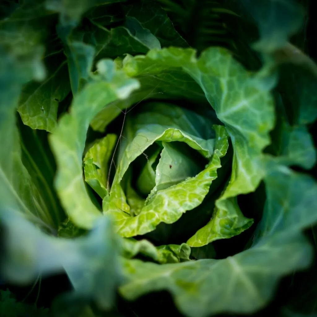 How Soil Moisture Probes are Changing the Game for Vegetable Growers 2 Soil Moisture Probes