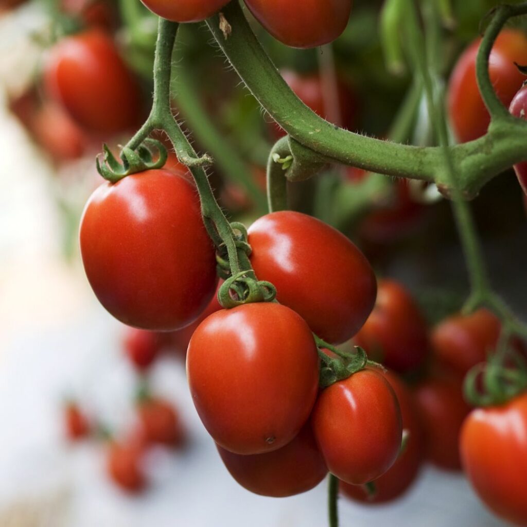 Unlocking the Potential of Biostimulants in Agriculture through Data-Driven Insights 9 Untitled design 18