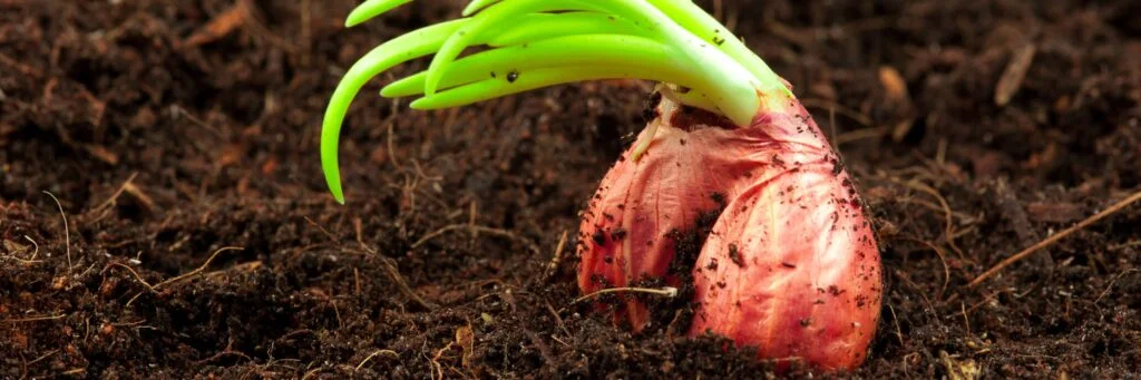 Capacitive Soil Moisture Sensors: A Comprehensive Overview 12 Capacitive Soil Moisture Sensors