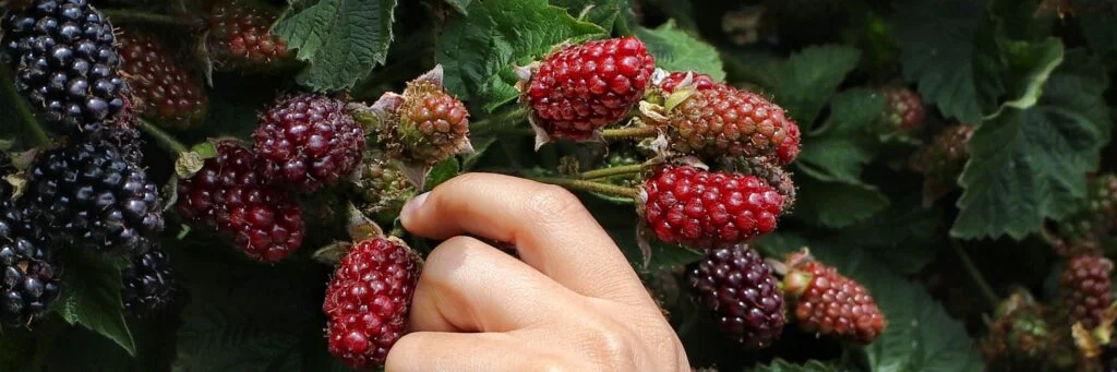 De echte waarde van betere landbouwinzichten: Hoe je jezelf instelt op succes 7 Blog Afbeeldingsknipsel 31